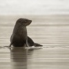 Lachtan Forsteruv - Arctocephalus forsteri - New Zealand Fur Seal - kekeno 8123